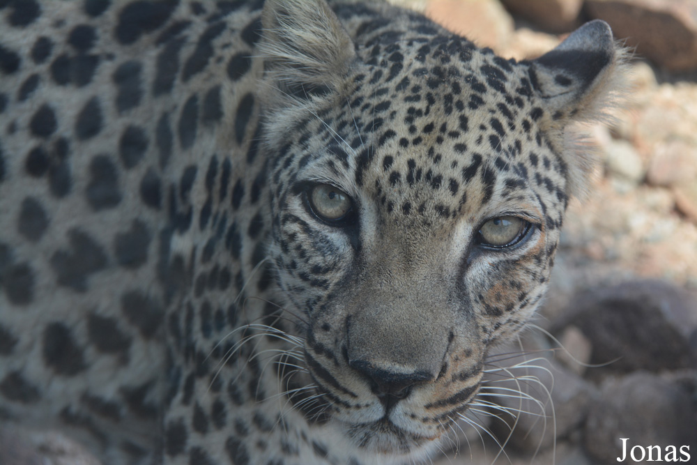 Panthera pardus nimr