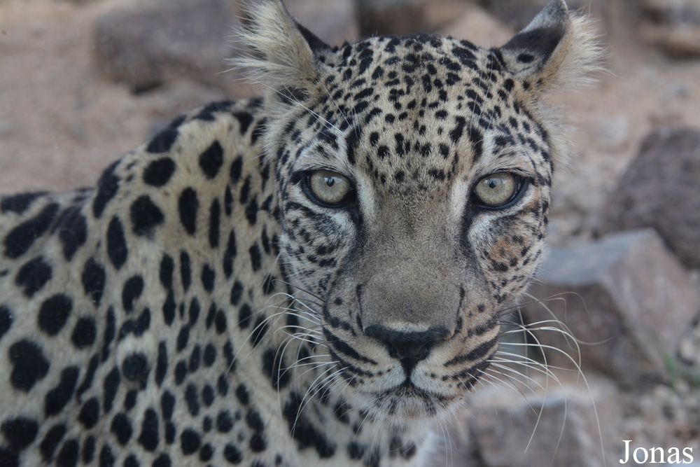 Panthera pardus nimr
