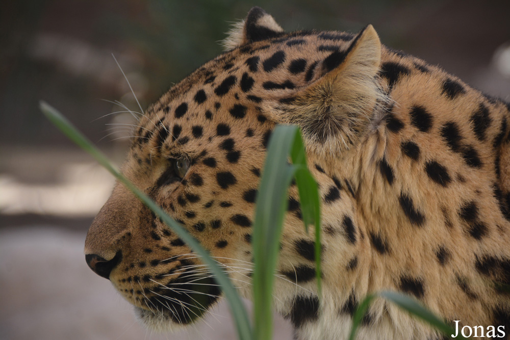 Panthera pardus orientalis