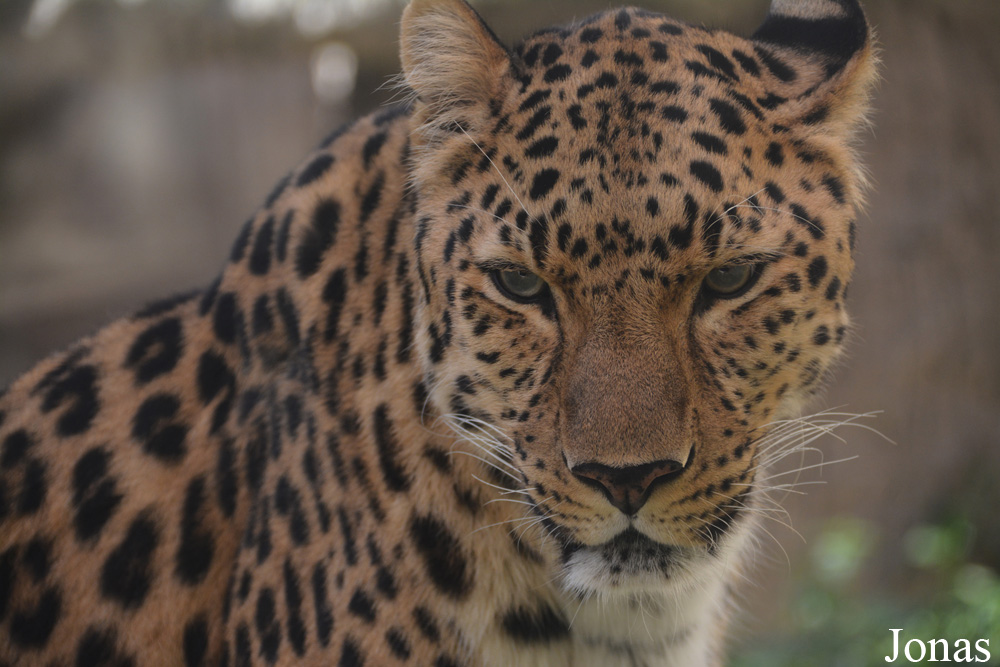 Panthera pardus orientalis