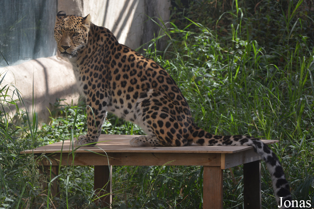 Panthera pardus orientalis