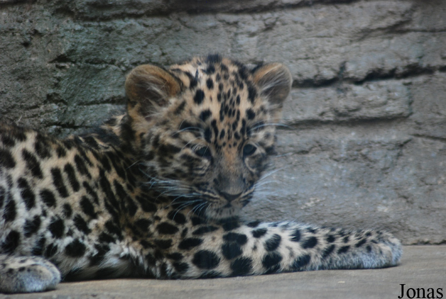 Panthera pardus orientalis