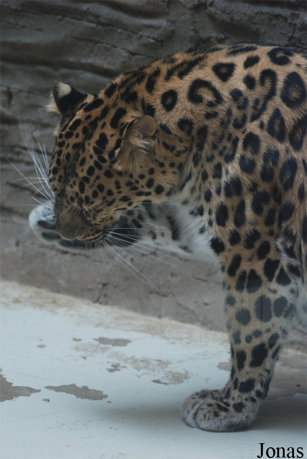 Panthera pardus orientalis