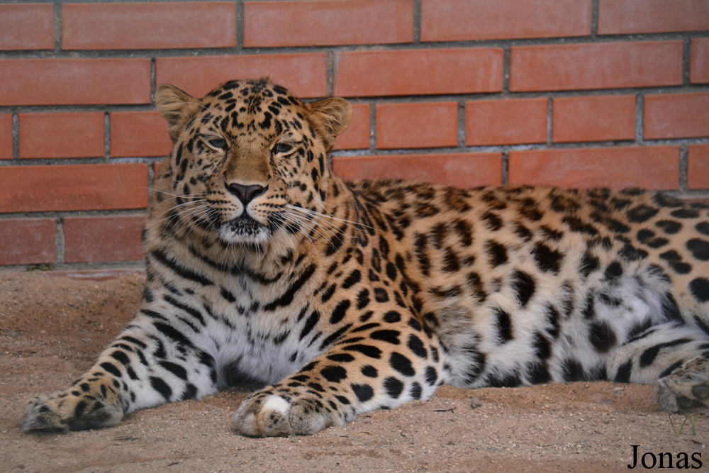 Panthera pardus orientalis