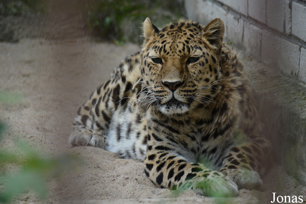 Panthera pardus orientalis