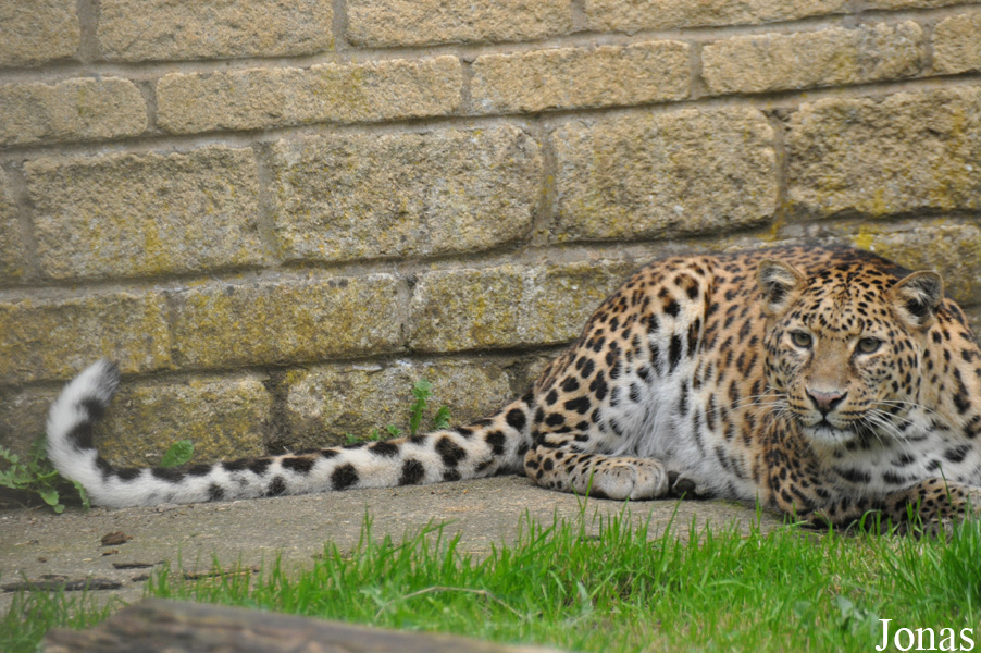 Panthera pardus pardus