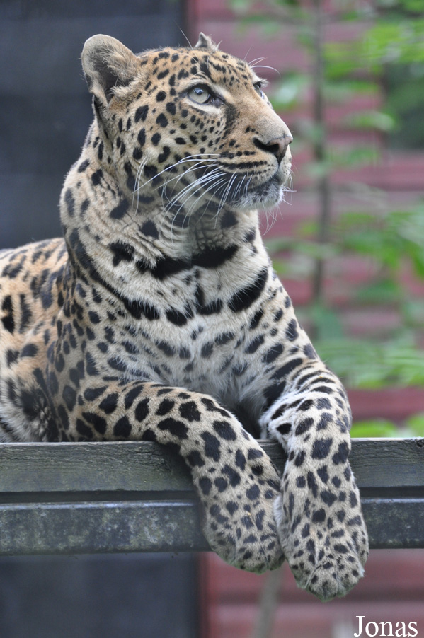 Panthera pardus pardus