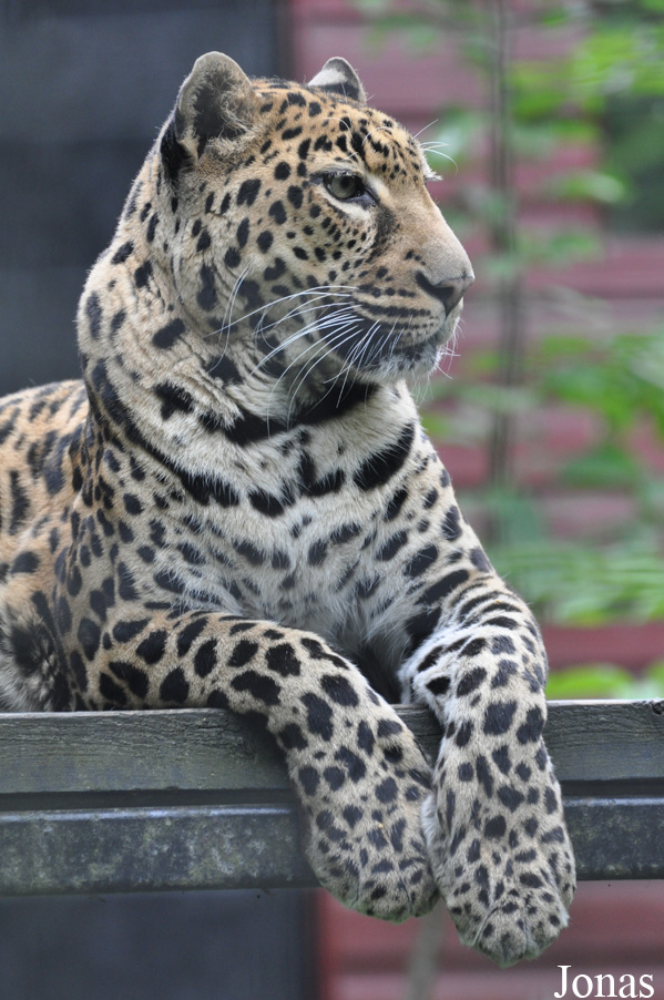 Panthera pardus pardus