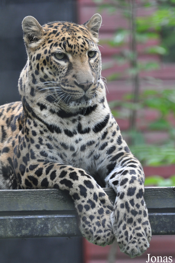 Panthera pardus pardus