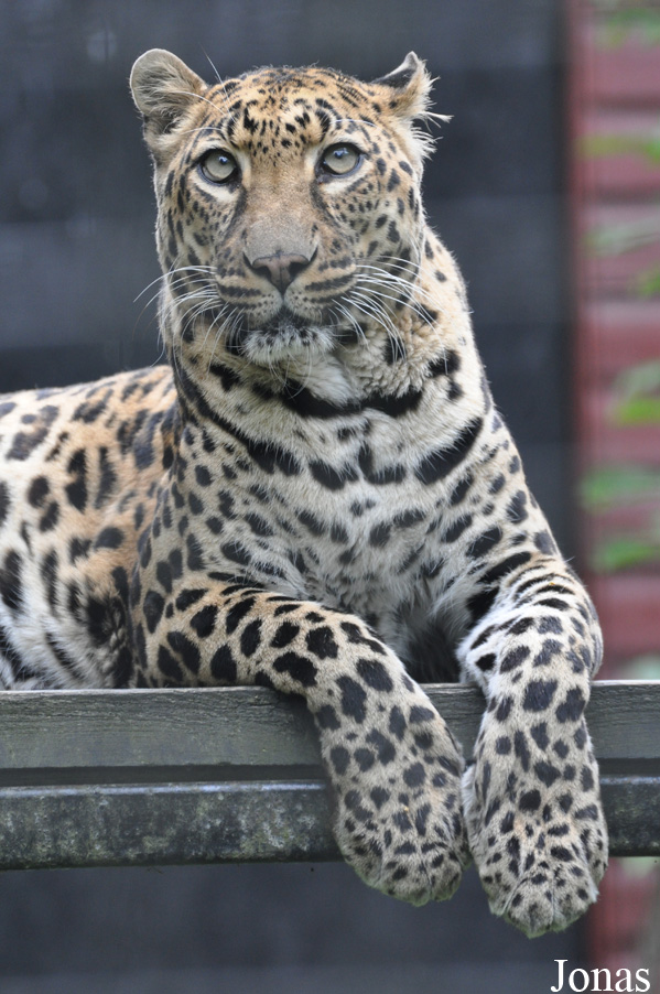 Panthera pardus pardus