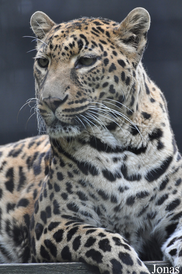 Panthera pardus pardus