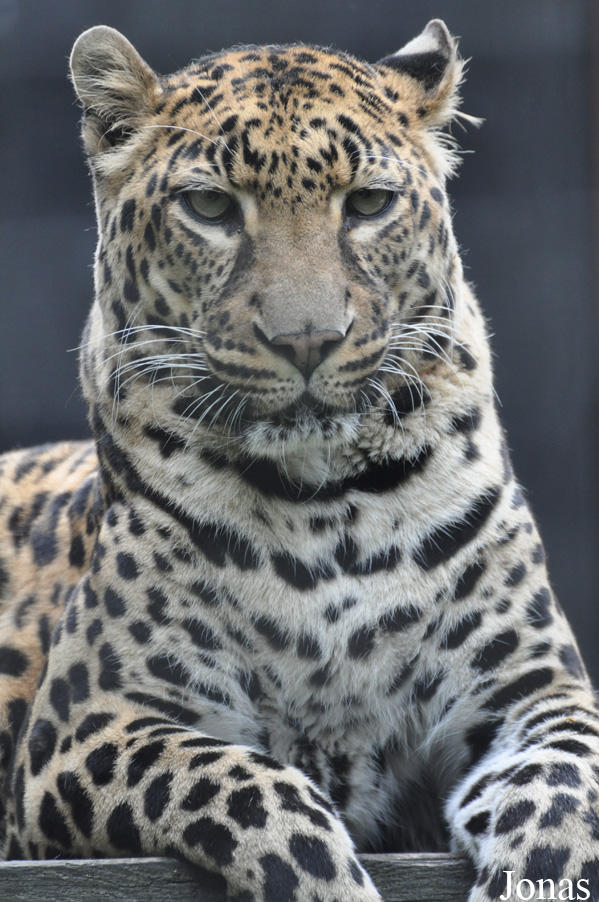 Panthera pardus pardus