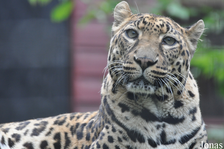 Panthera pardus pardus