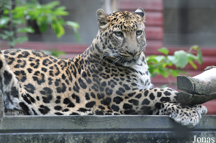Panthera pardus pardus