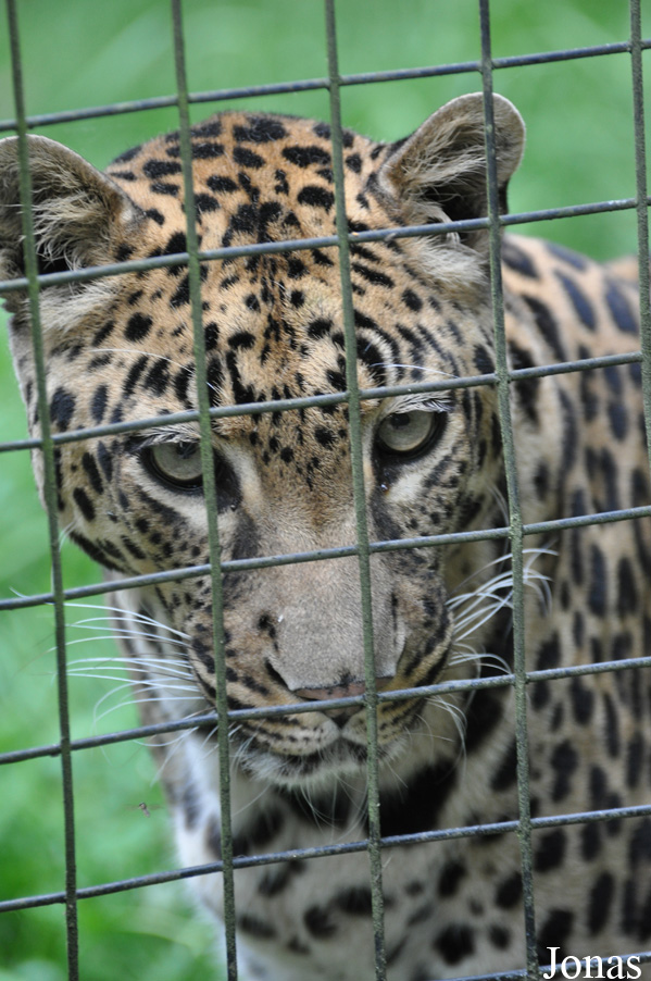 Panthera pardus pardus