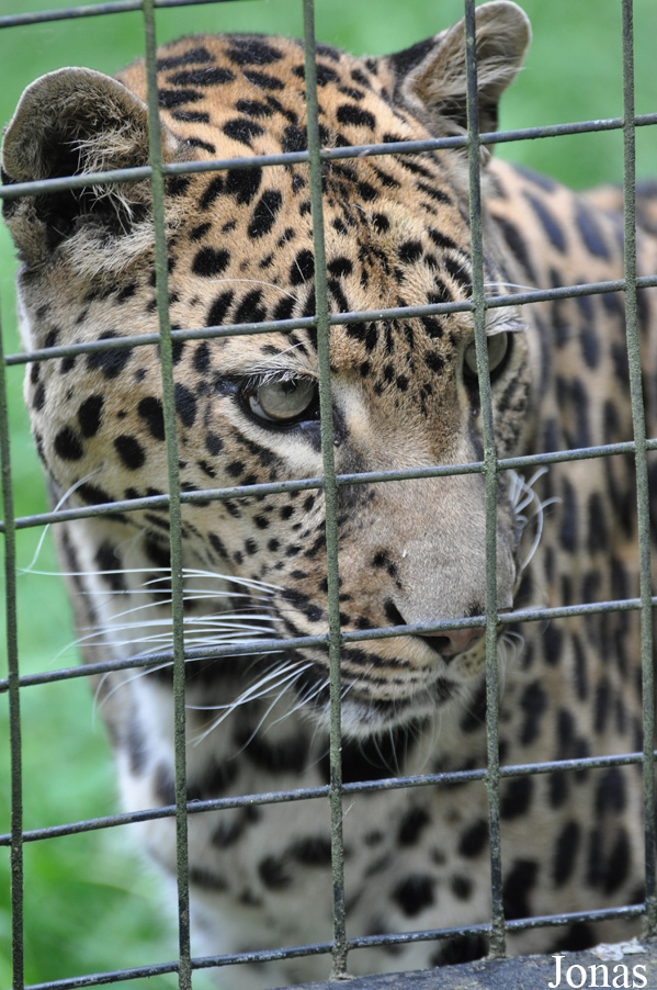 Panthera pardus pardus