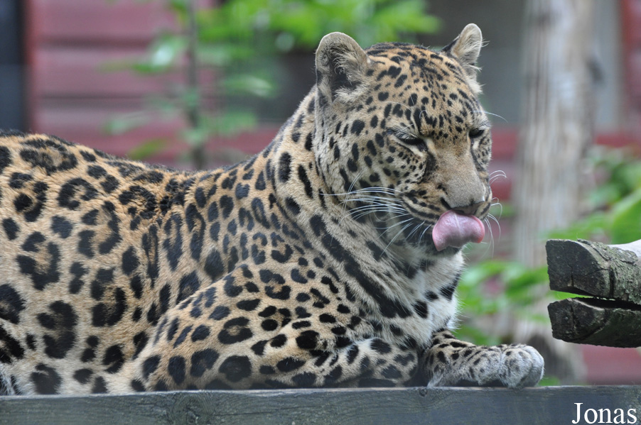 Panthera pardus pardus