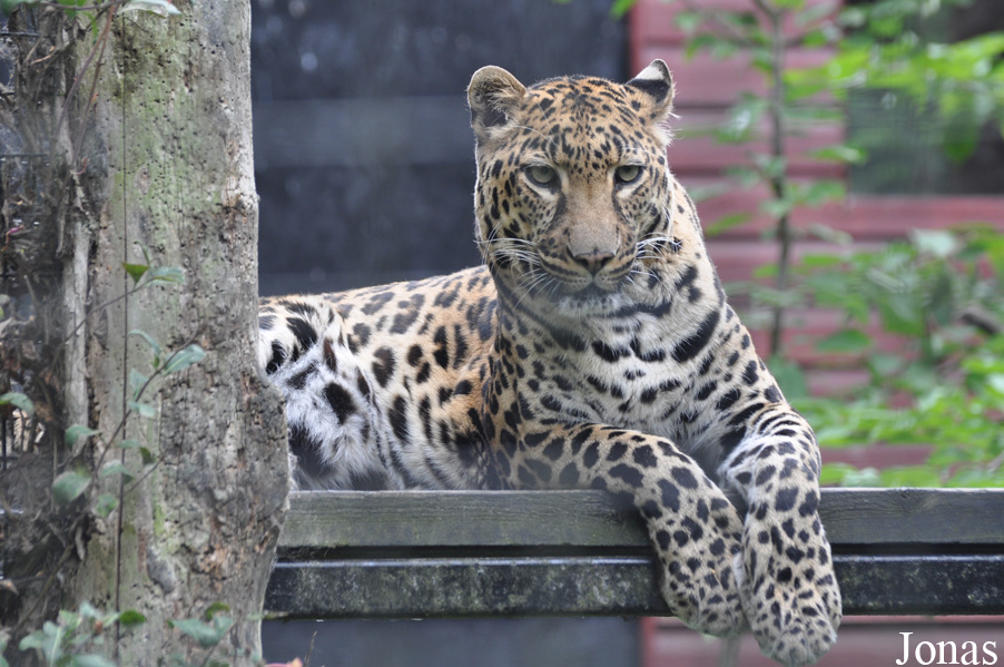 Panthera pardus pardus