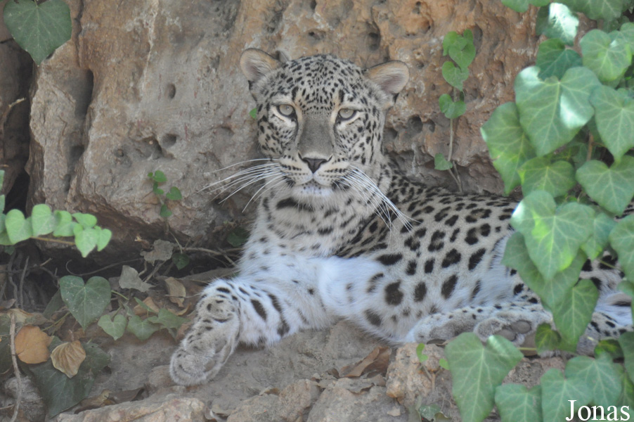 Panthera pardus saxicolor