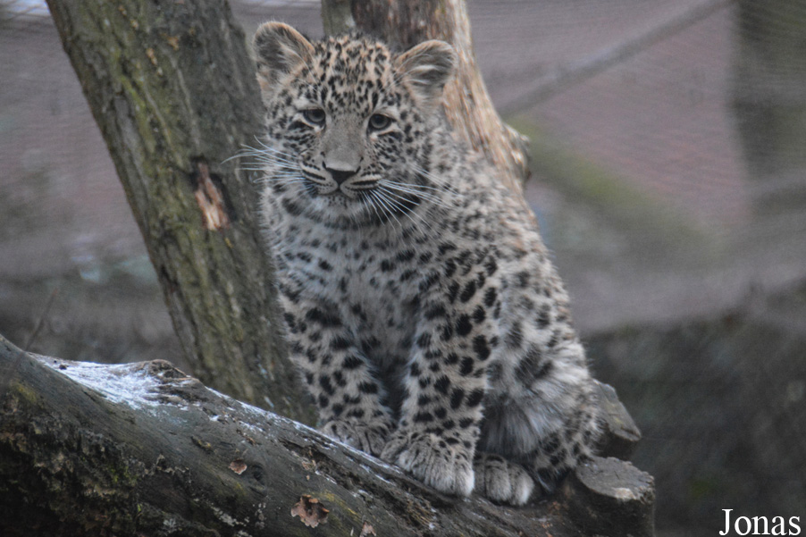 Panthera pardus saxicolor