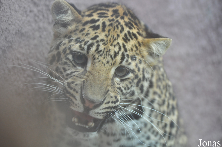 Panthera pardus shortridgei