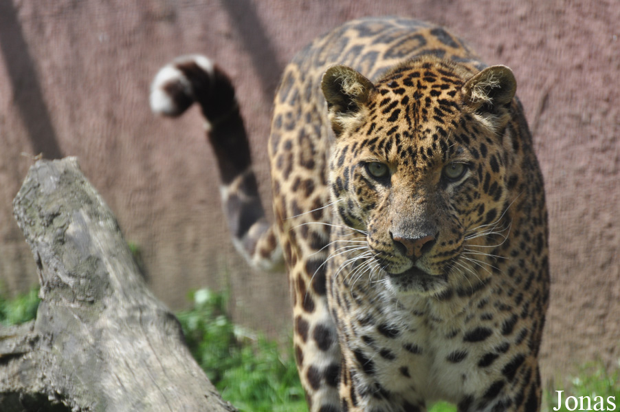 Panthera pardus shortridgei