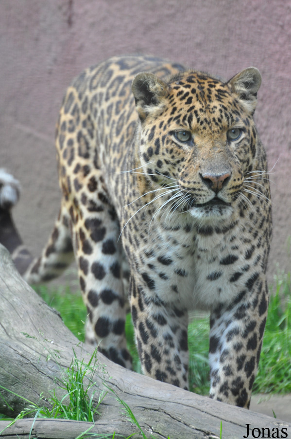 Panthera pardus shortridgei