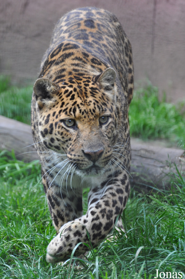 Panthera pardus shortridgei