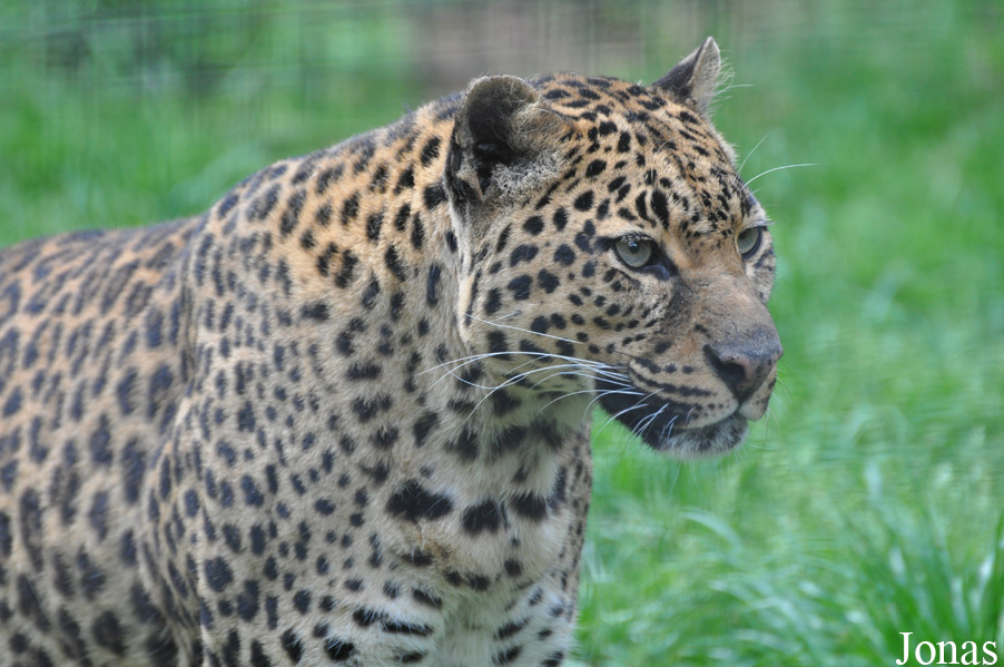 Panthera pardus shortridgei