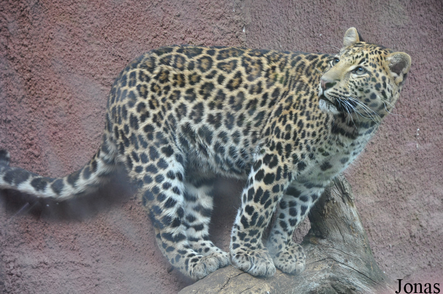Panthera pardus shortridgei