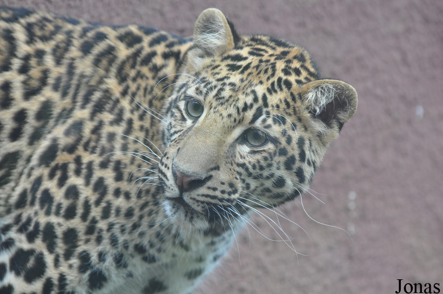 Panthera pardus shortridgei