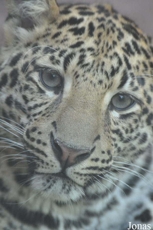 Panthera pardus shortridgei