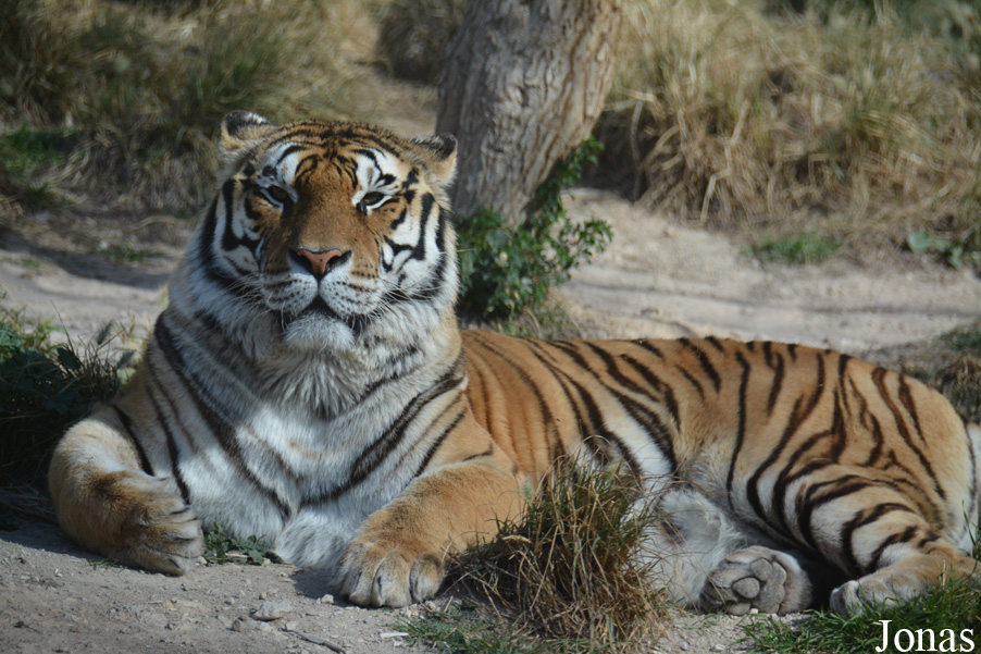 Panthera tigris