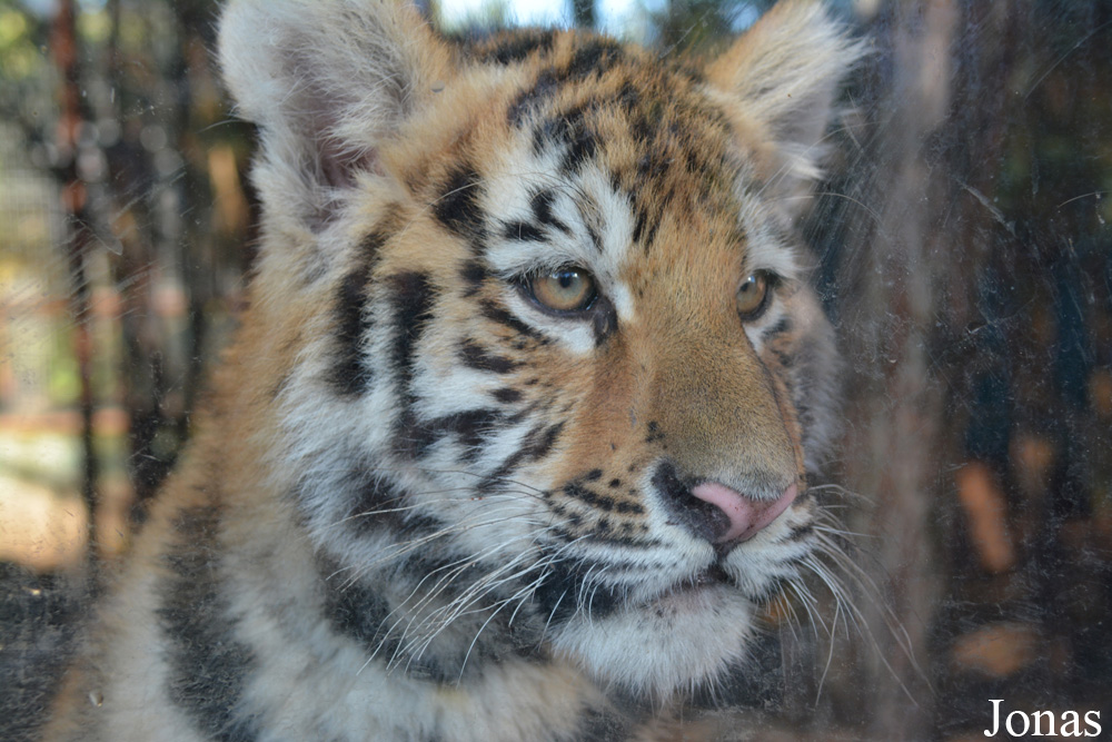 Panthera tigris