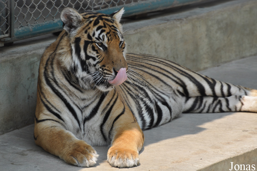 Panthera tigris