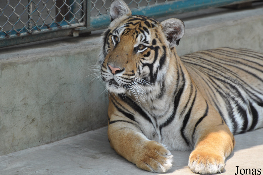 Panthera tigris
