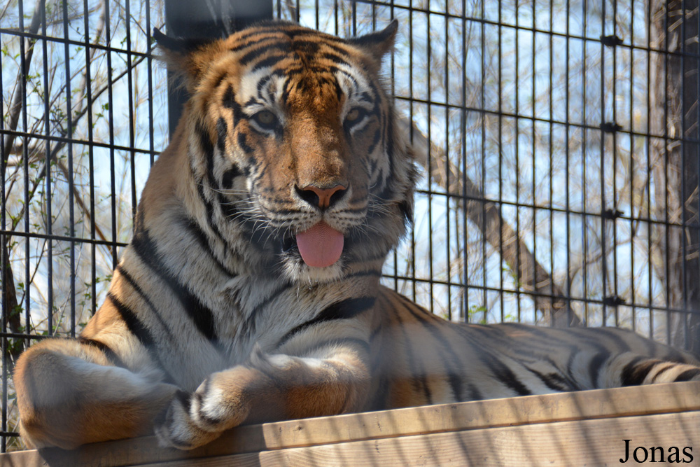 Panthera tigris