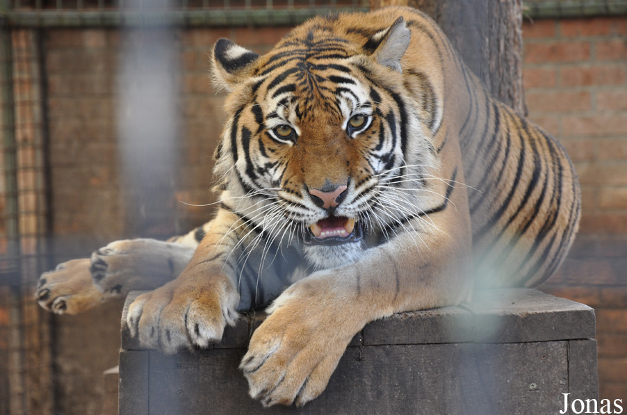 Panthera tigris