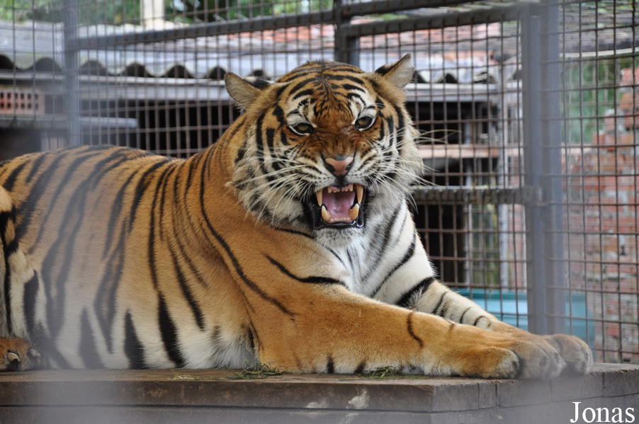 Panthera tigris