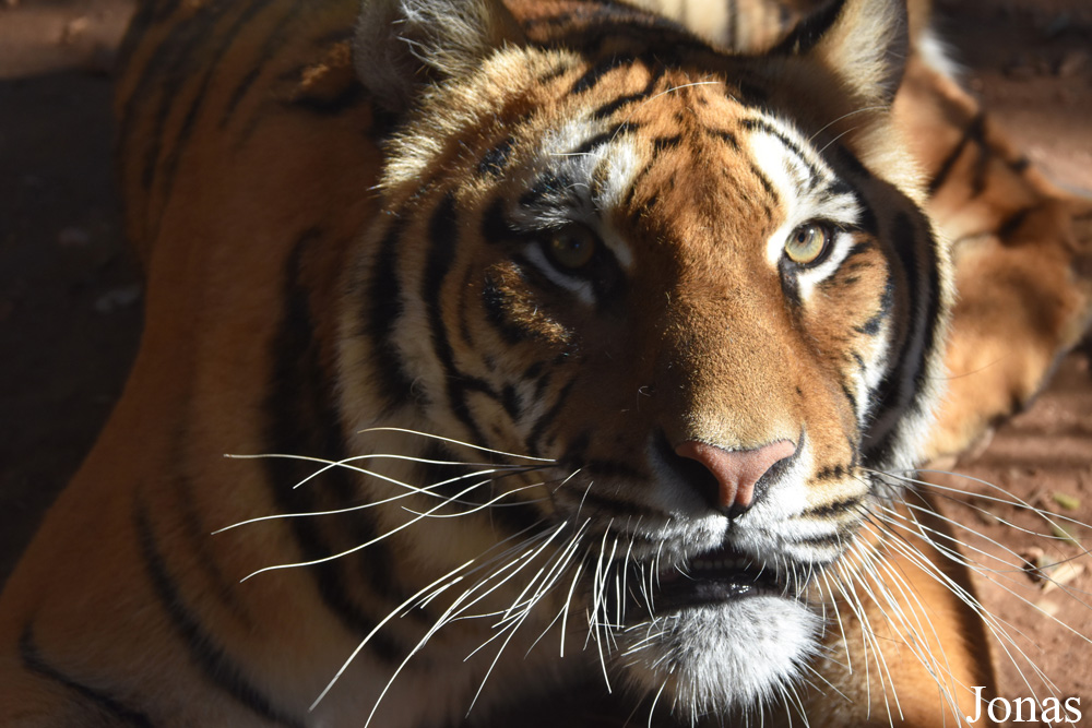 Panthera tigris