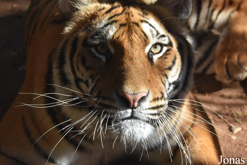 Panthera tigris