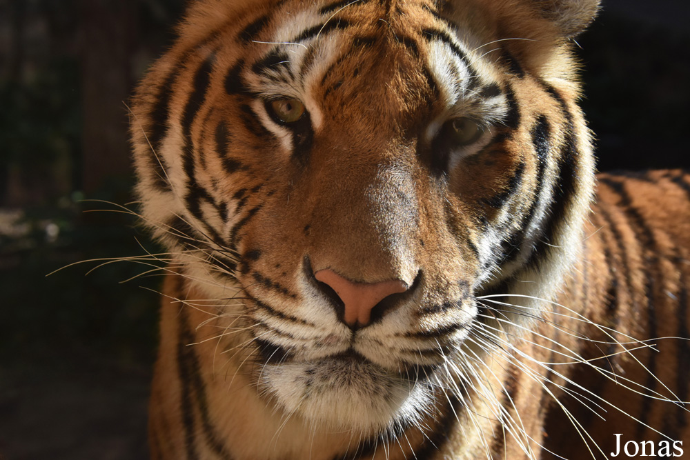 Panthera tigris