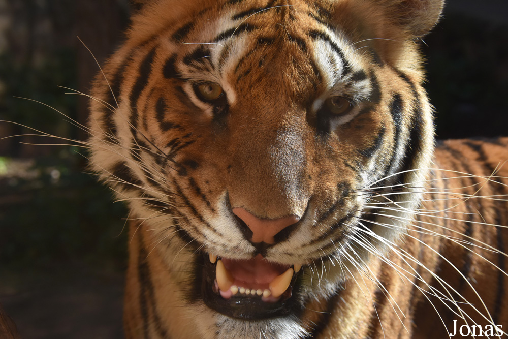 Panthera tigris