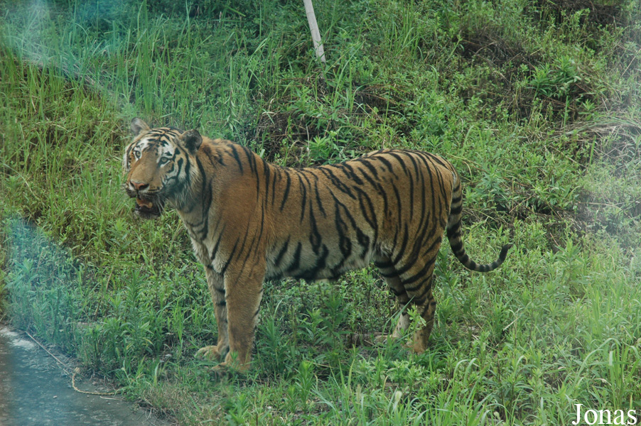 Panthera tigris