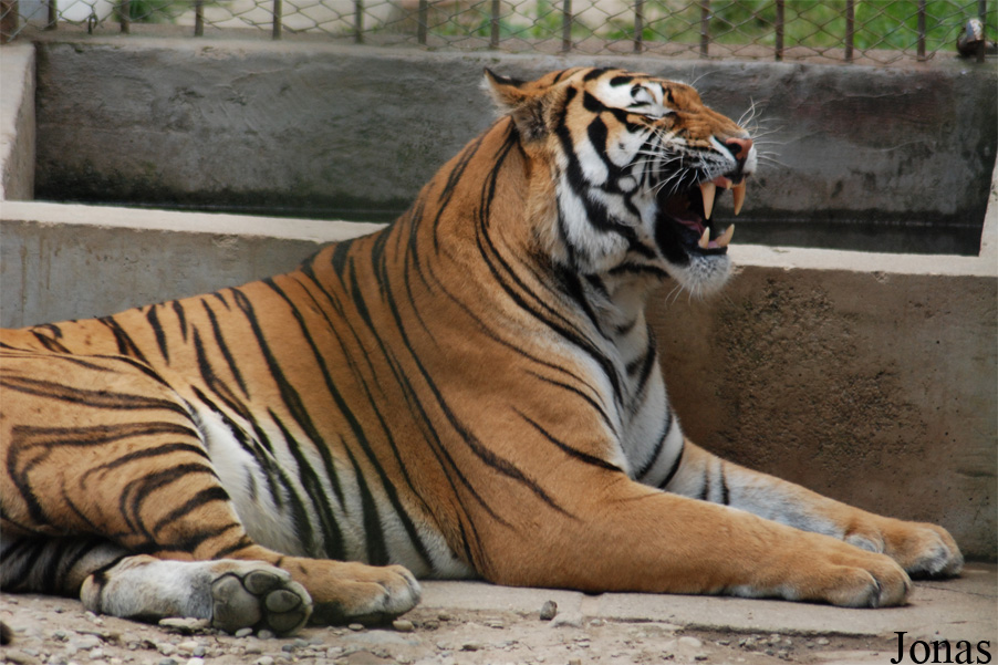 Panthera tigris