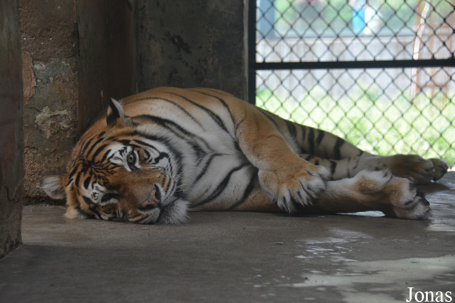 Panthera tigris