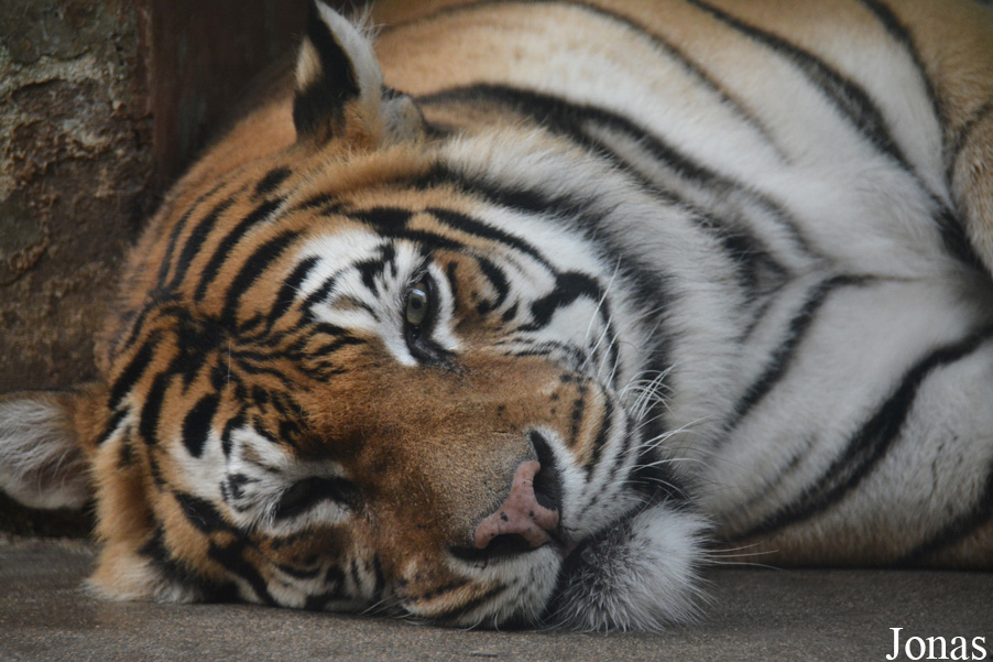 Panthera tigris