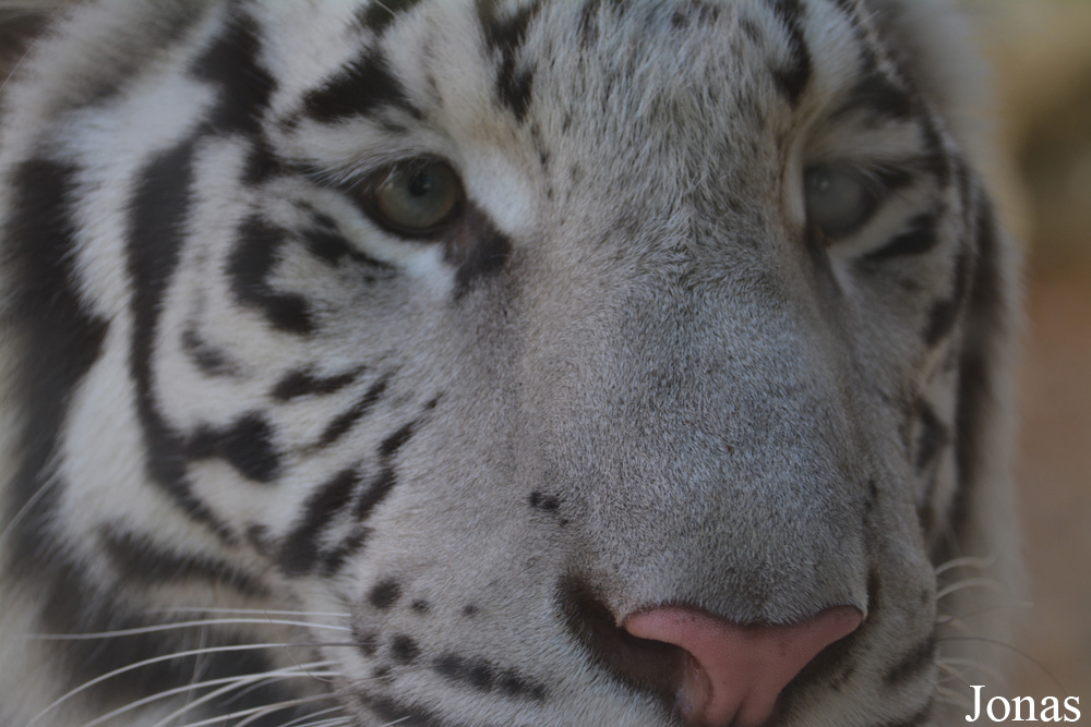 Panthera tigris blanc