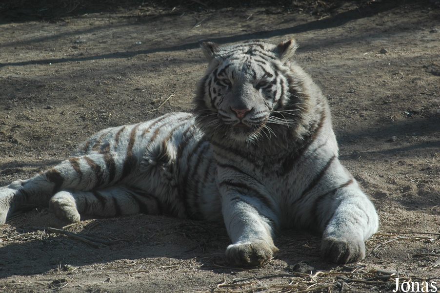 Panthera tigris blanc