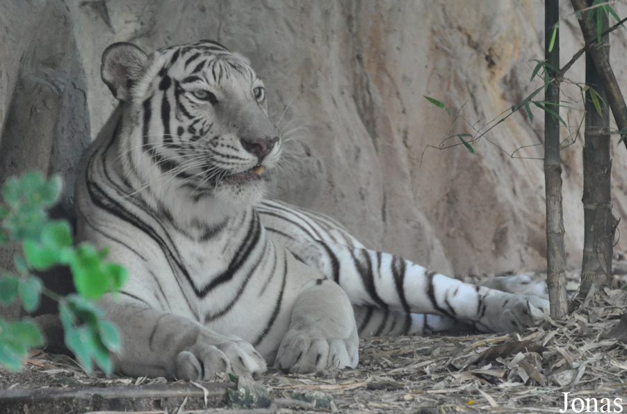 Panthera tigris blanc
